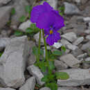 Слика од Viola calcarata subsp. calcarata