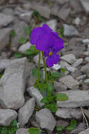 Image of Viola calcarata subsp. calcarata