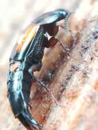 Image of Tachinus (Tachinus) subterraneus (Linnaeus 1758)