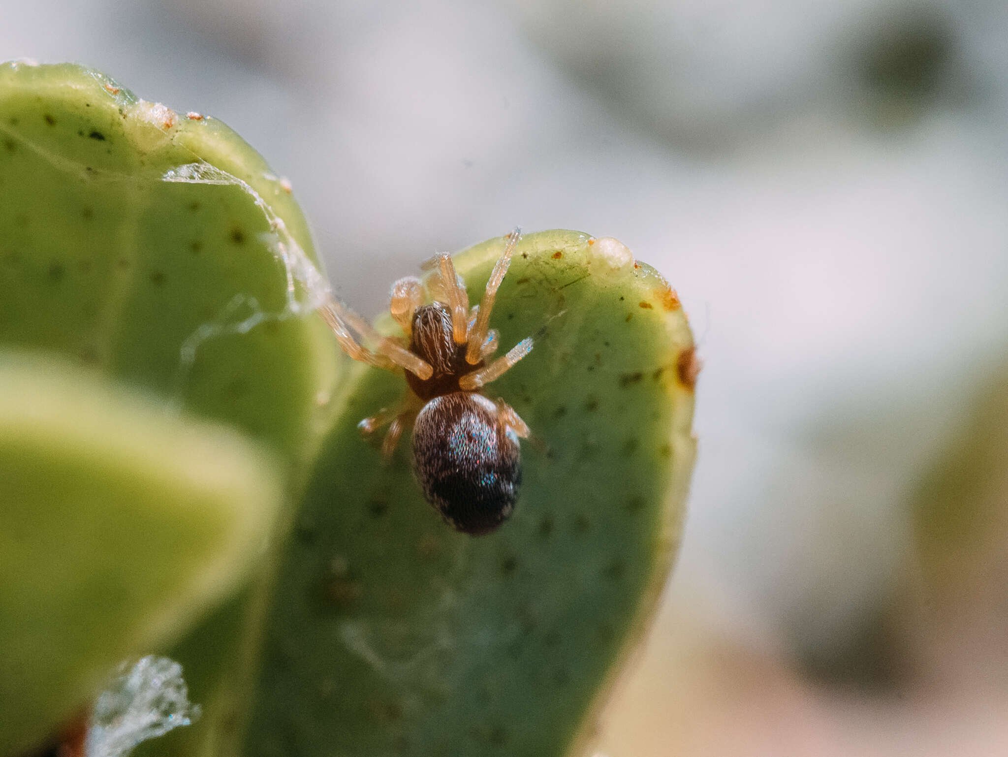 Image de Dictyna arundinacea (Linnaeus 1758)