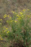 Image de Jacobaea schischkiniana (Sofieva) B. Nord. & Greuter