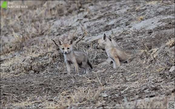 Image of white-footed fox