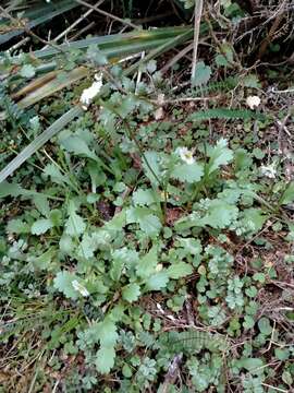 Image of Brachyscome radicata Hook. fil.