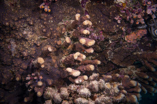 Image of leaf coral