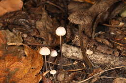 Imagem de Entoloma nodosporum (G. F. Atk.) Noordel. 1979