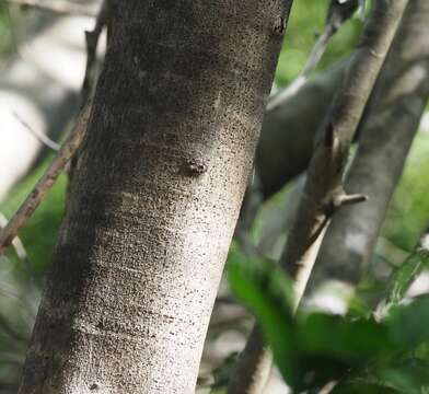 Ficus polita Vahl的圖片