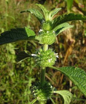 Image of whitewort