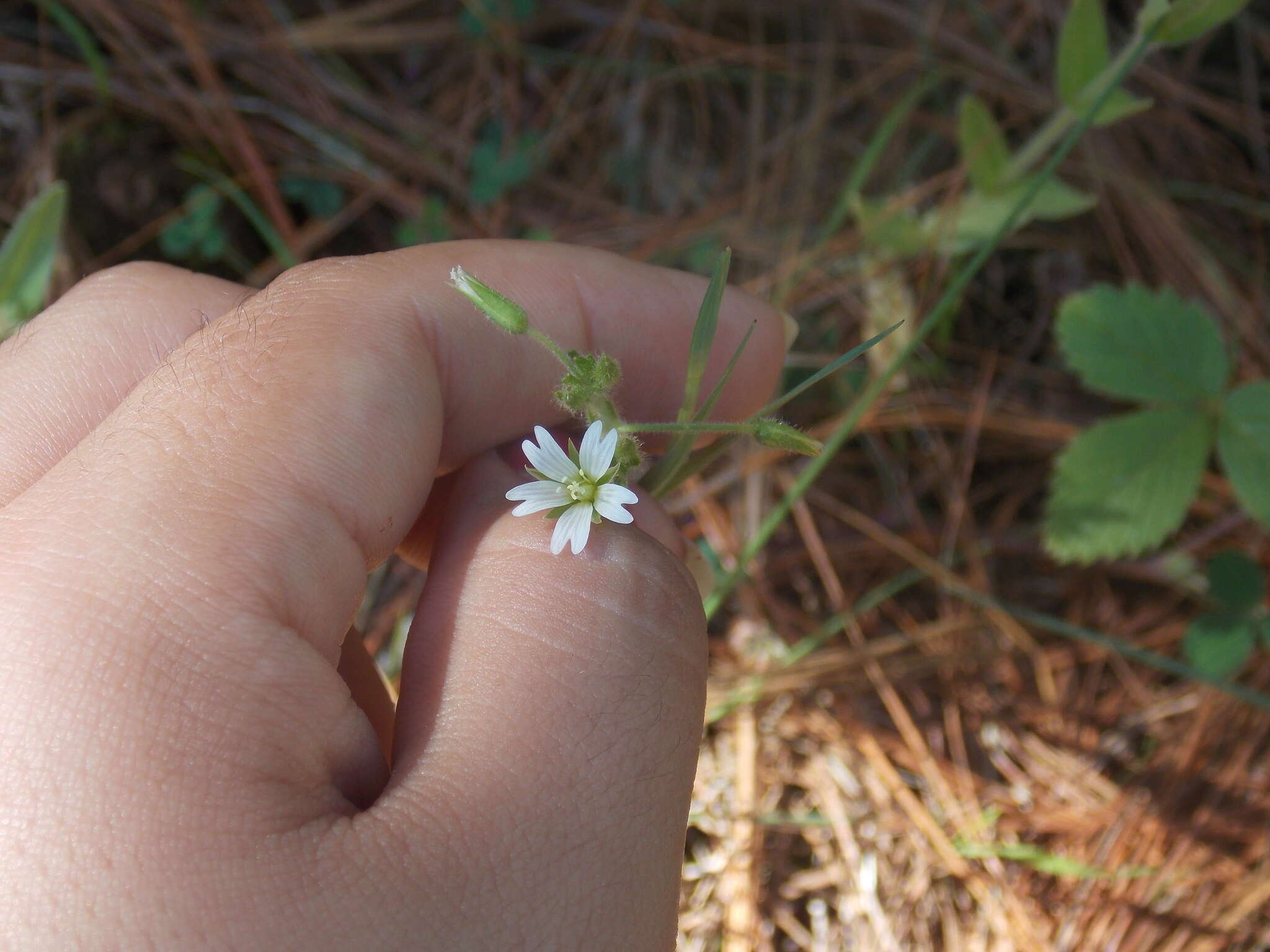 Imagem de Stellaria cuspidata Willd. ex Schltdl.