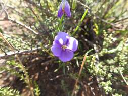 Image of Heliophila suavissima Burch. ex DC.