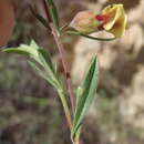 Image of Hermannia gracilis Eckl. & Zeyh.