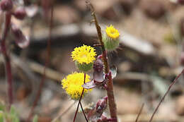 Image of Asteridea athrixioides (Sonder & Mueller) G. Kroner