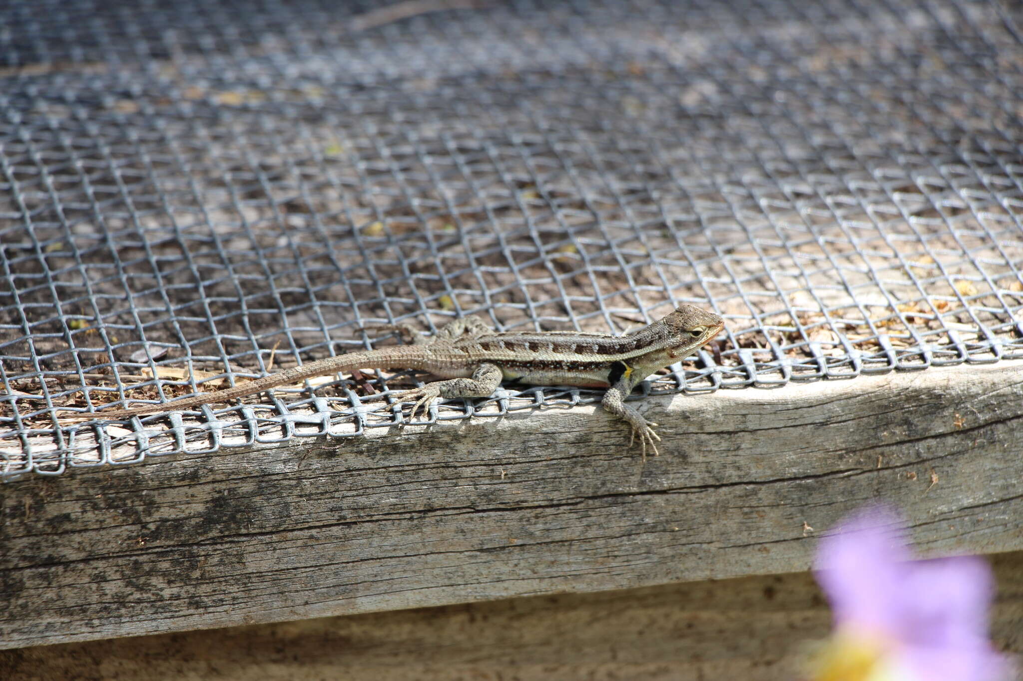 Image of Rose-bellied Lizard