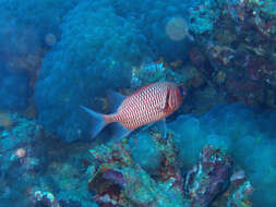 Image of Blacktip Soldierfish