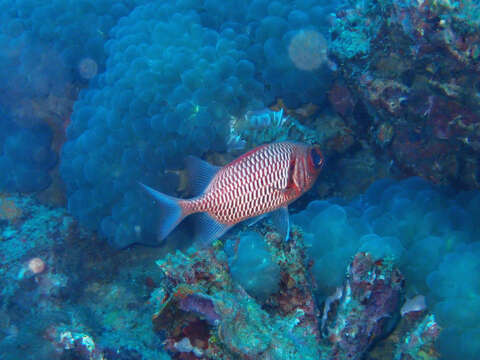 Image of Blacktip Soldierfish