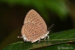 Image of Arhopala pseudomuta Staudinger 1889