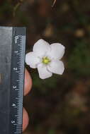 Image de Drosera liniflora Debbert