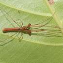 Image de Tetragnatha rubriventris Doleschall 1857