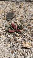 Image of Yosemite bitterroot