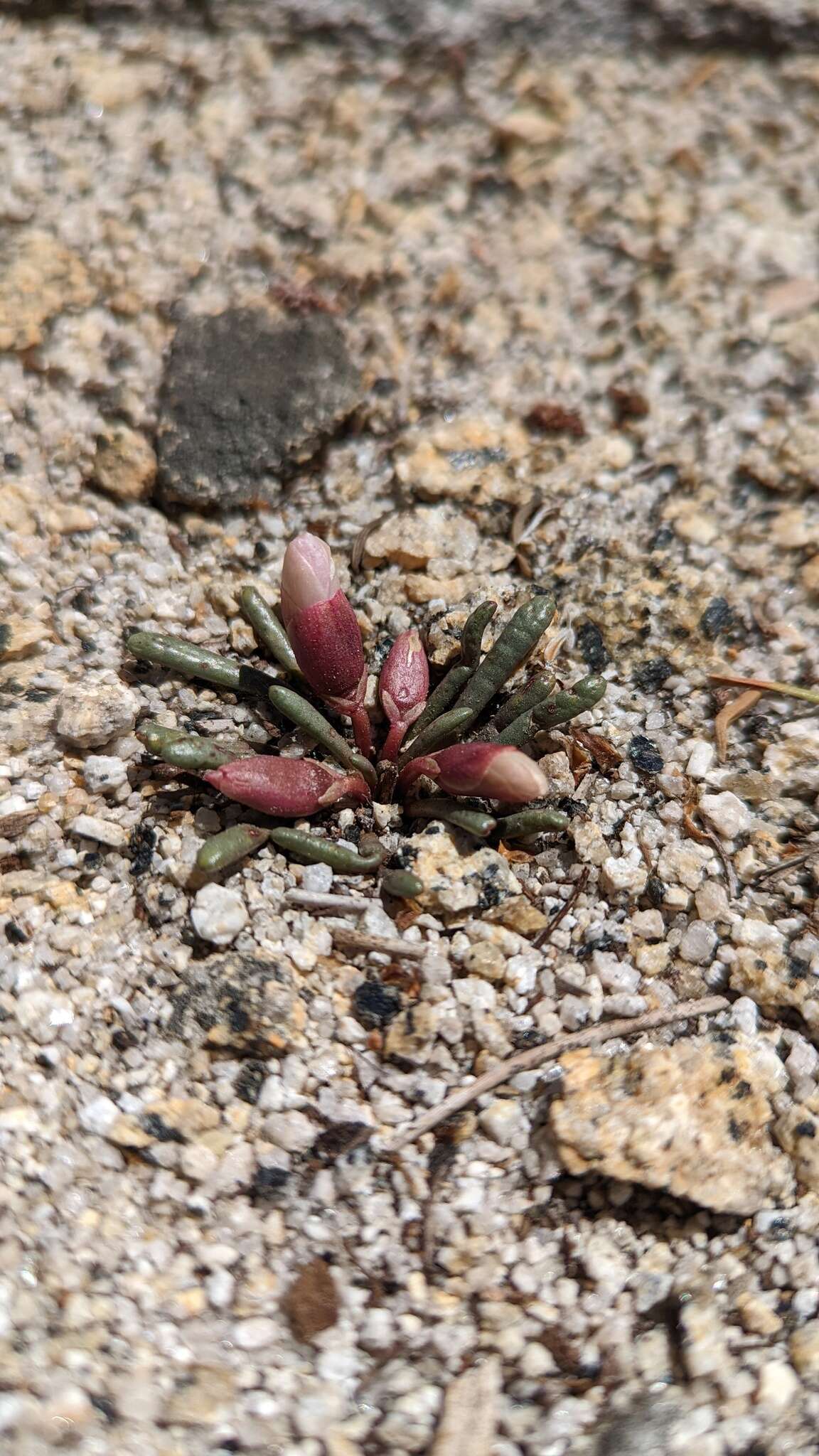 Image of Yosemite bitterroot