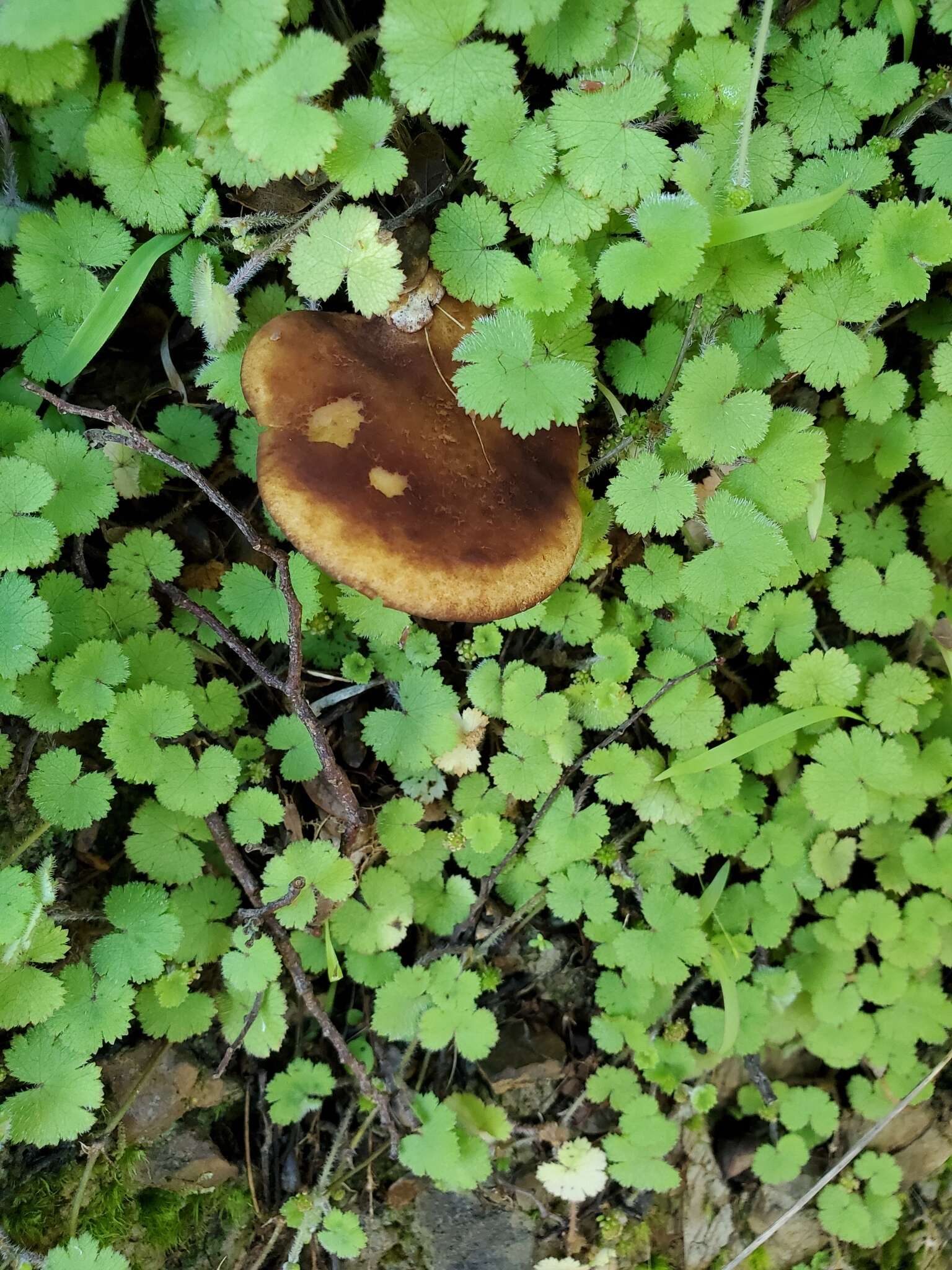 Imagem de Phylloporus novae-zelandiae McNabb 1971