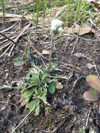 Image de Antennaria howellii subsp. canadensis (Greene) R. J. Bayer