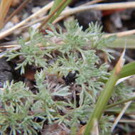 Image of forked wormwood