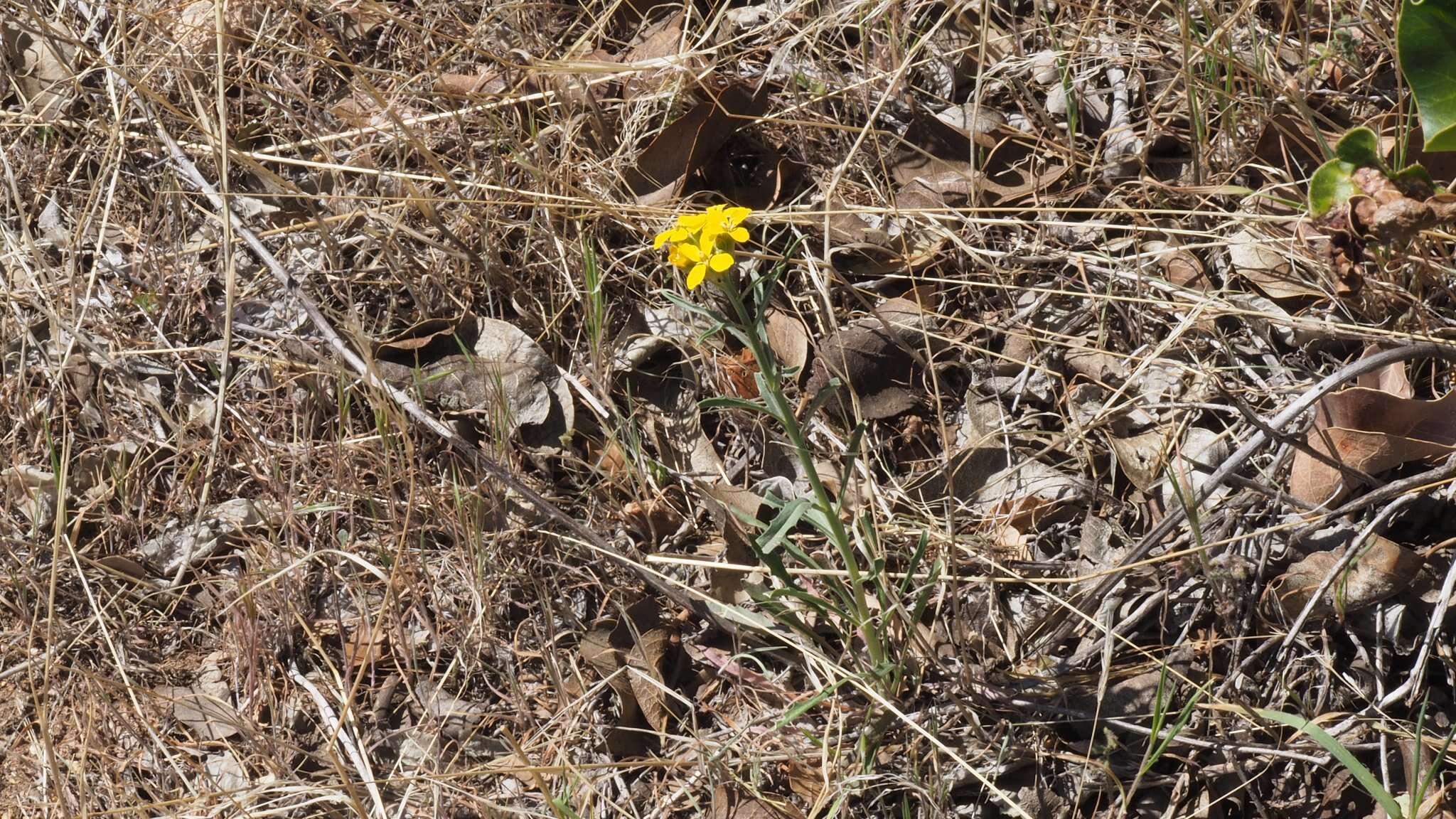 Слика од Erysimum capitatum var. capitatum