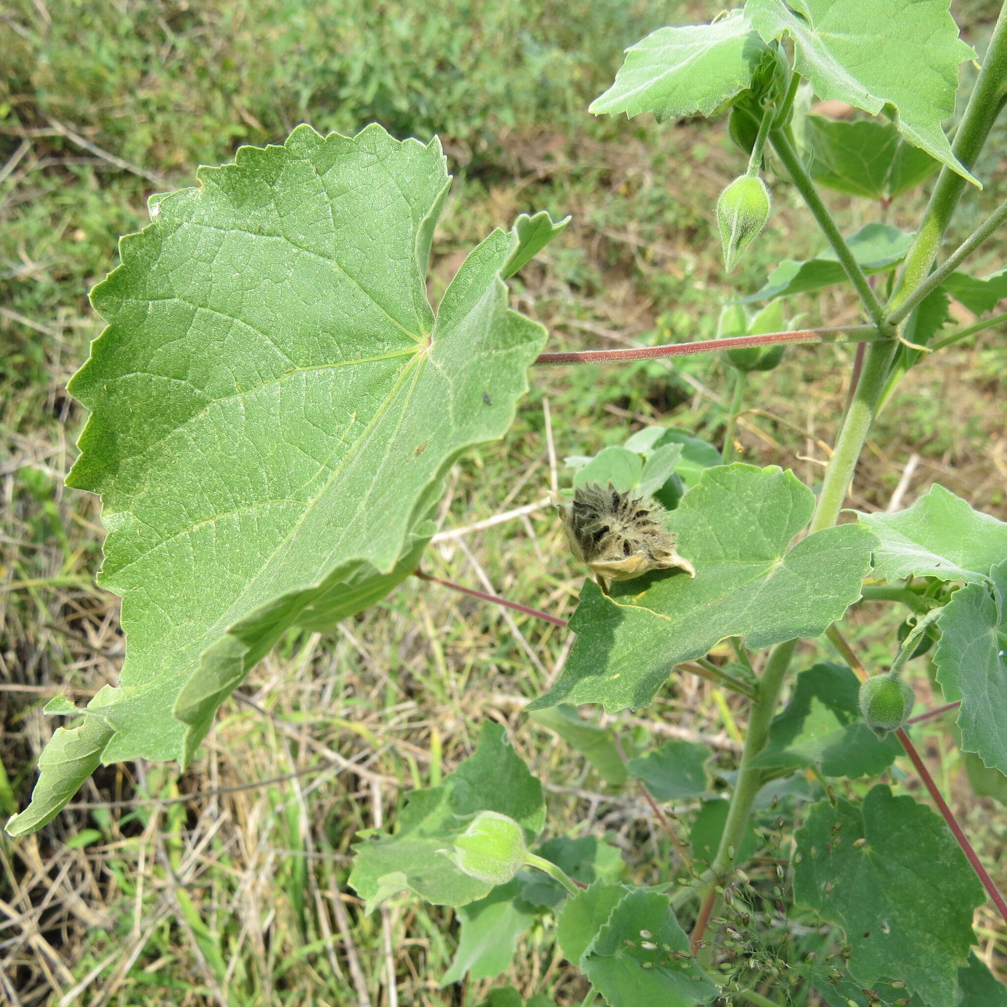 Image of Abutilon grandiflorum G. Don