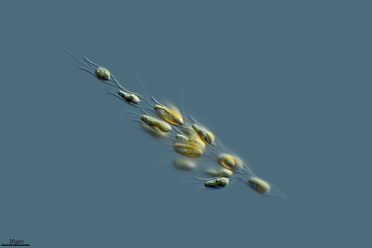 Image of <i>Dinobryon divergens</i>
