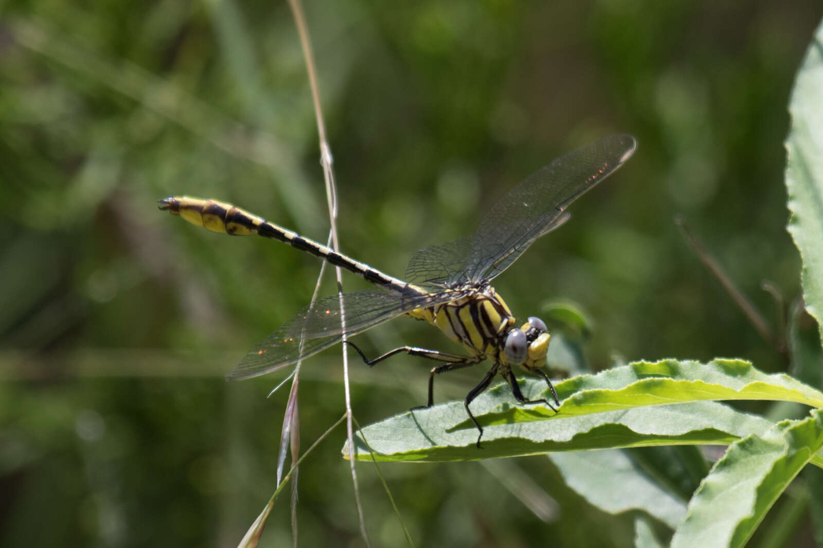 صورة Phanogomphus militaris (Hagen ex Selys 1858)