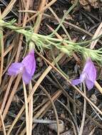 Plancia ëd Penstemon linarioides var. coloradoensis (A. Nelson) C. C. Freeman