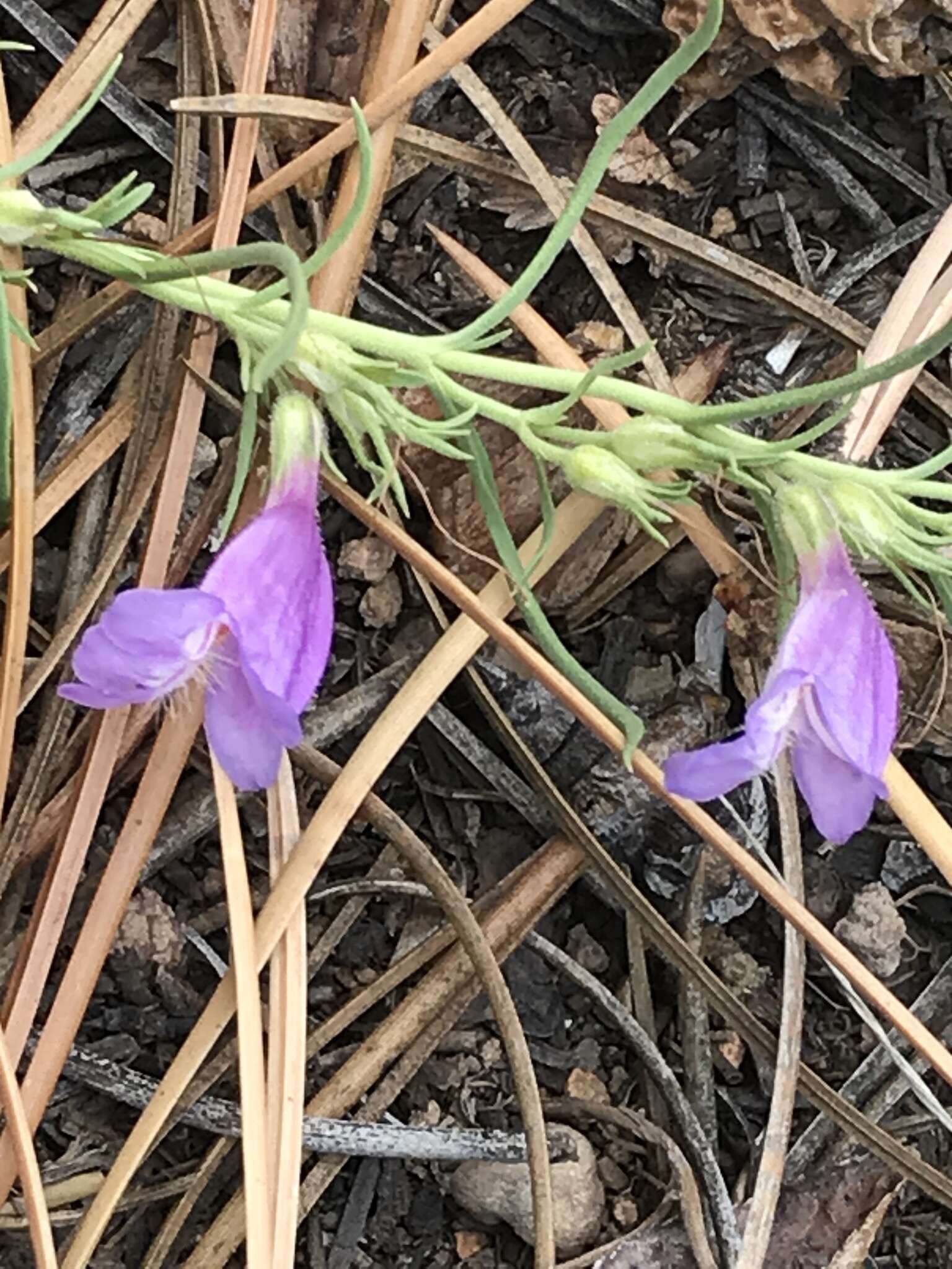 Plancia ëd Penstemon linarioides var. coloradoensis (A. Nelson) C. C. Freeman