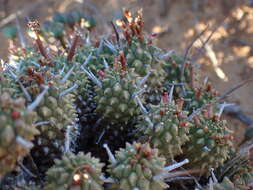 صورة Euphorbia multiceps A. Berger