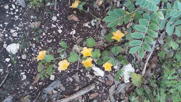 Image of Wright's Indian mallow