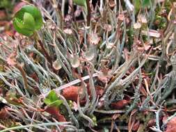 Image de Cladonia amaurocraea (Flörke) Schaer.