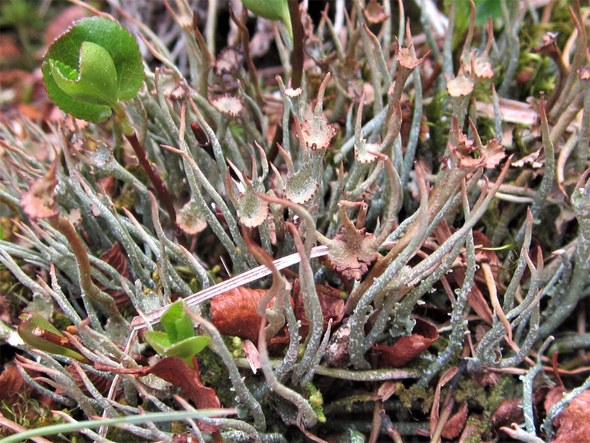 Image de Cladonia amaurocraea (Flörke) Schaer.