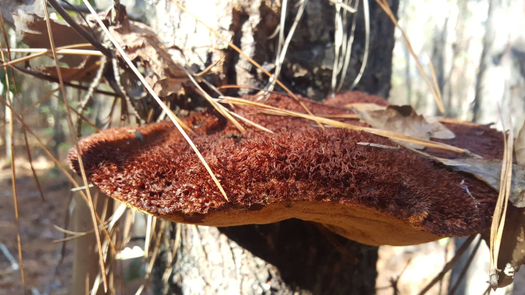 Image de Polypore hérissé