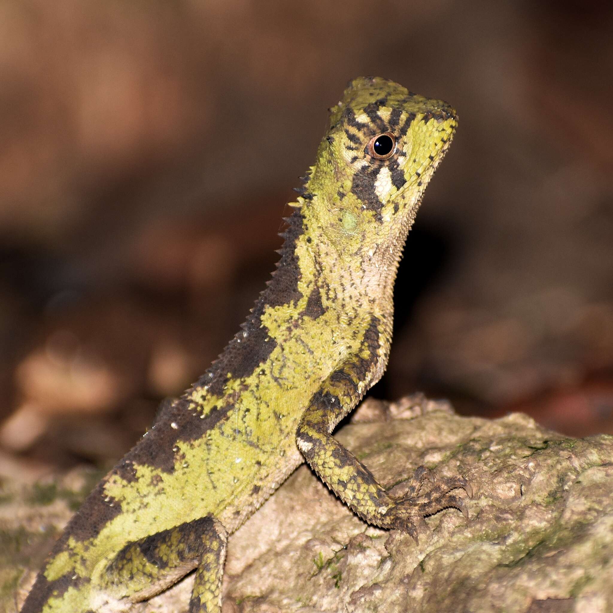 Sivun Acanthosaura coronata Günther 1861 kuva