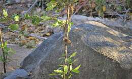 Image de Gobemouche des marais