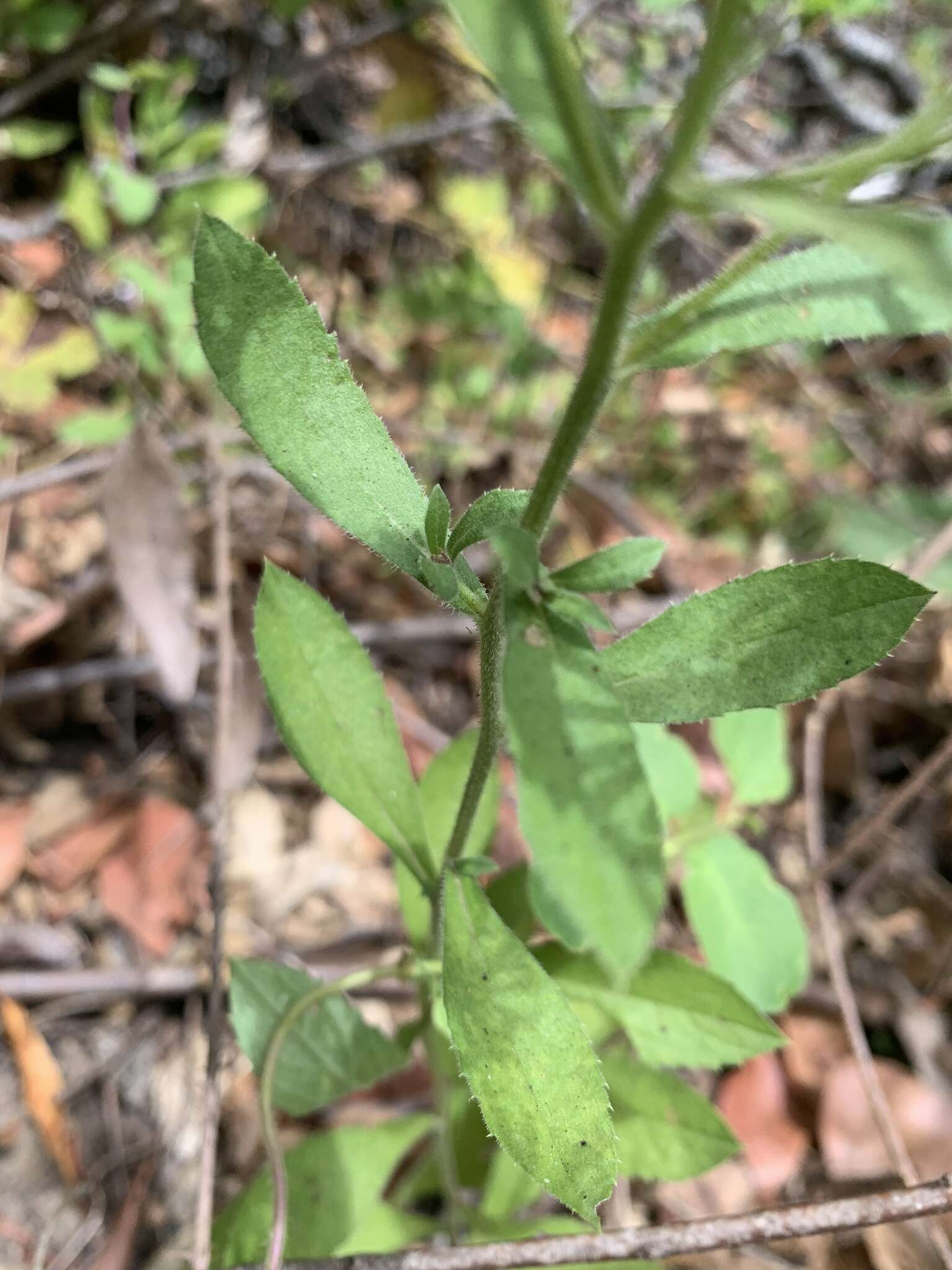 Plancia ëd Eurybia radulina (A. Gray) G. L. Nesom