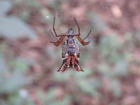 Image of Micrathena nigrichelis Strand 1908