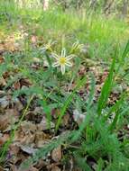 Image of Henderson's triteleia