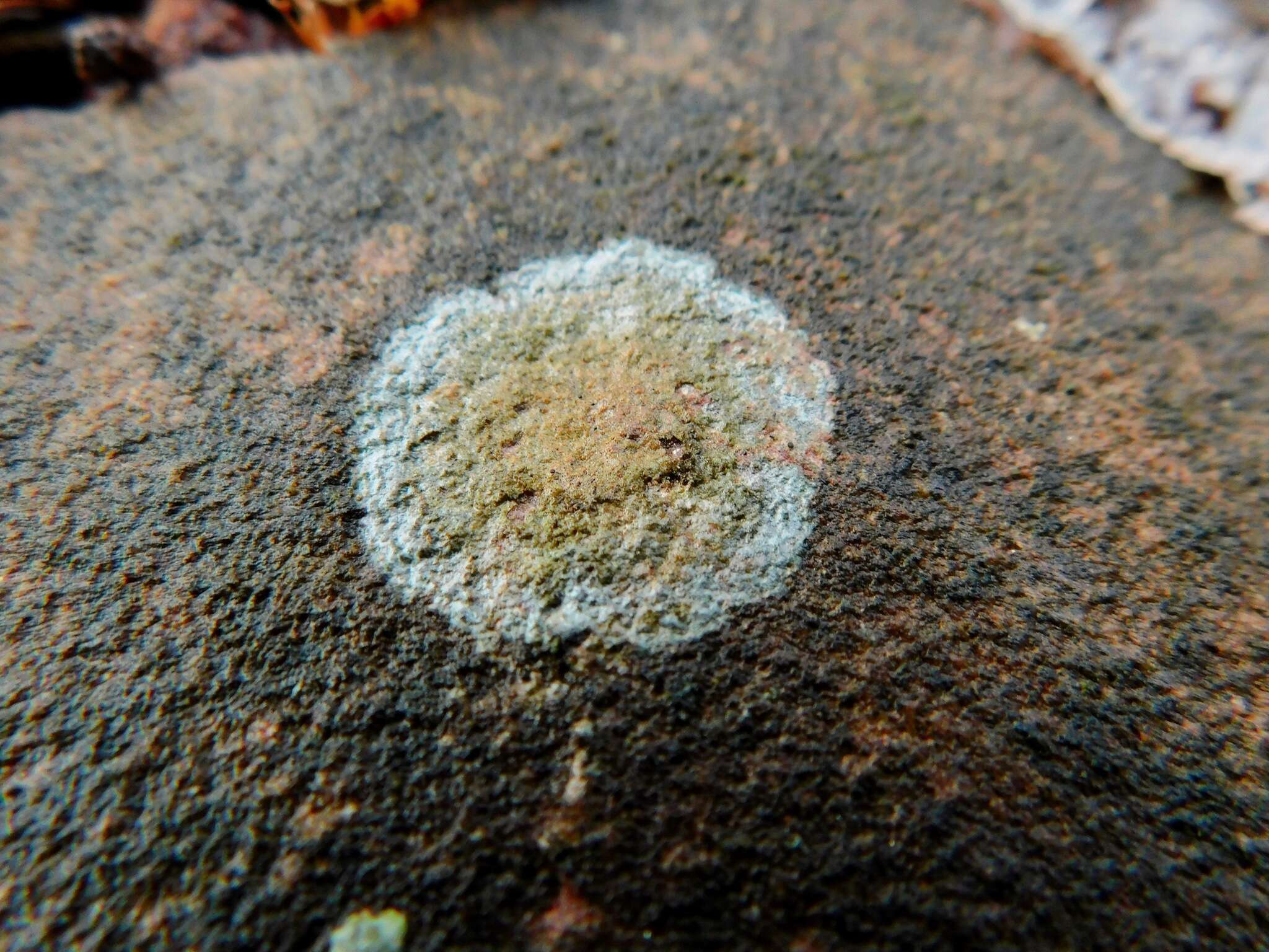 Image of Porpidia ochrolemma (Vain.) Brodo & R. Sant.