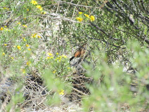 Image of Creamy-breasted Canastero