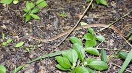 Tropidophis melanurus (Schlegel 1837) resmi