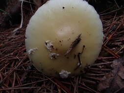 Image of Amanita orientigemmata Zhu L. Yang & Yoshim. Doi 1999