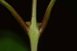 صورة Olea dioica Roxb.