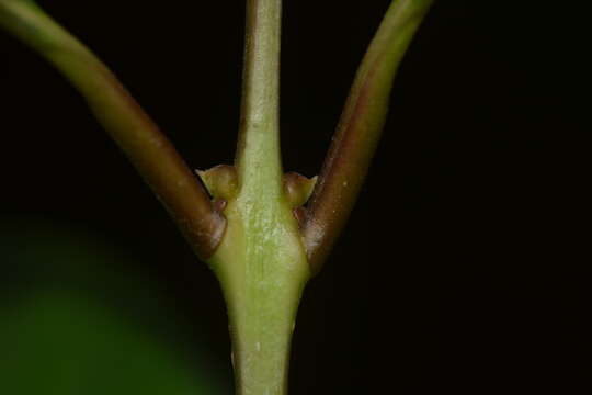 Image of Olea dioica Roxb.