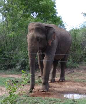 Image of Sri Lankan elephant
