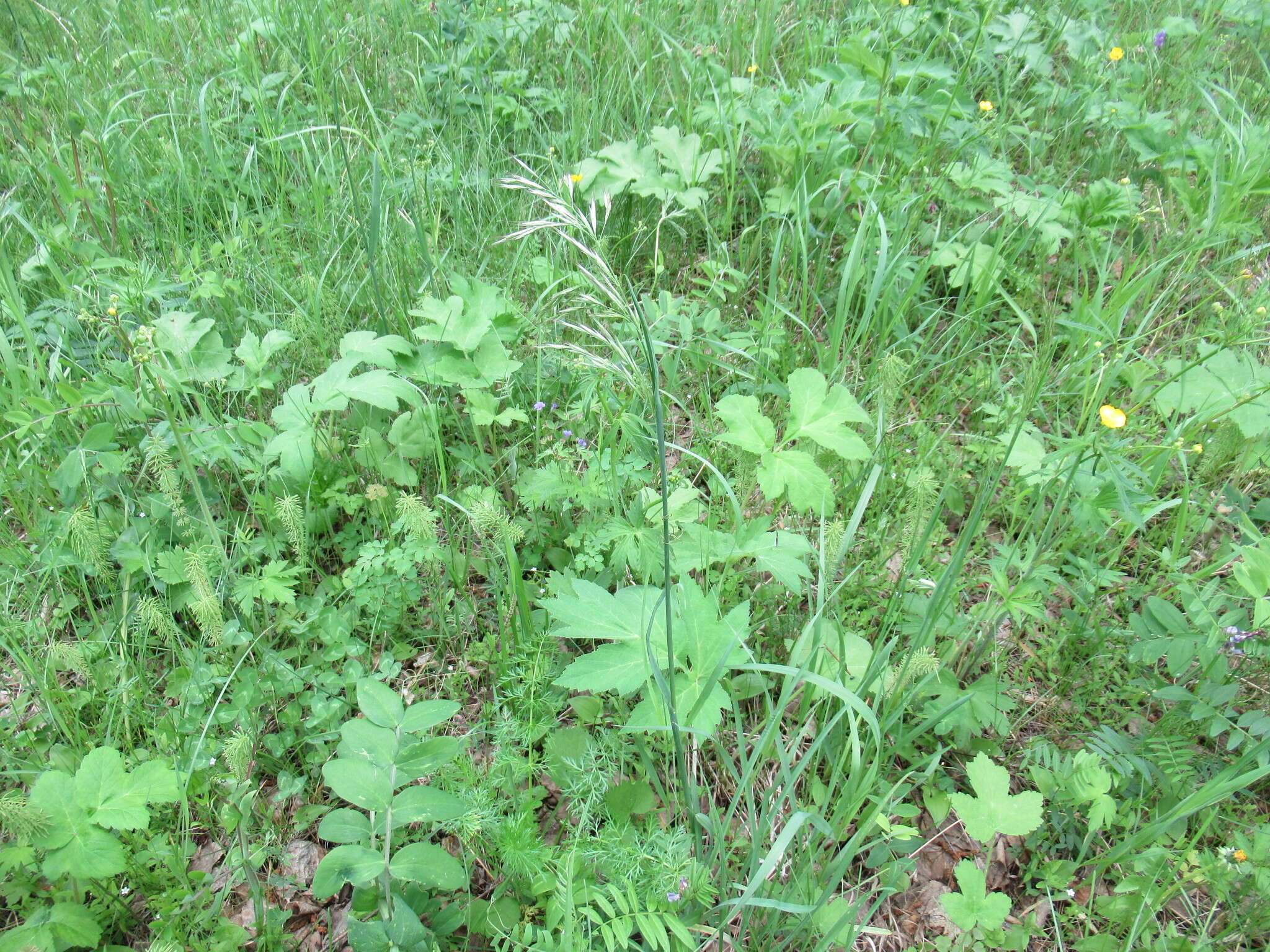 Image of needlegrass